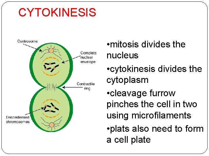 CYTOKINESIS • mitosis divides the nucleus • cytokinesis divides the cytoplasm • cleavage furrow