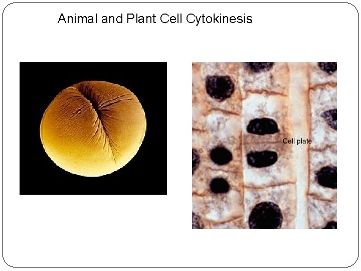 Animal and Plant Cell Cytokinesis 