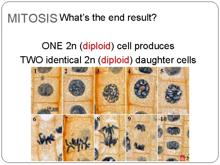 MITOSIS What’s the end result? ONE 2 n (diploid) cell produces TWO identical 2