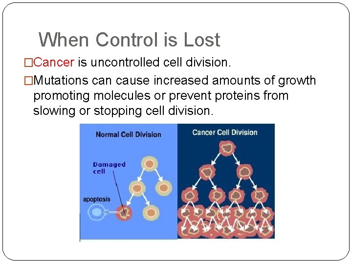 When Control is Lost �Cancer is uncontrolled cell division. �Mutations can cause increased amounts