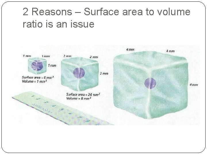 2 Reasons – Surface area to volume ratio is an issue 