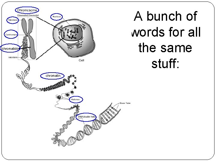 A bunch of words for all the same stuff: chromatids chromatin Chromatin 