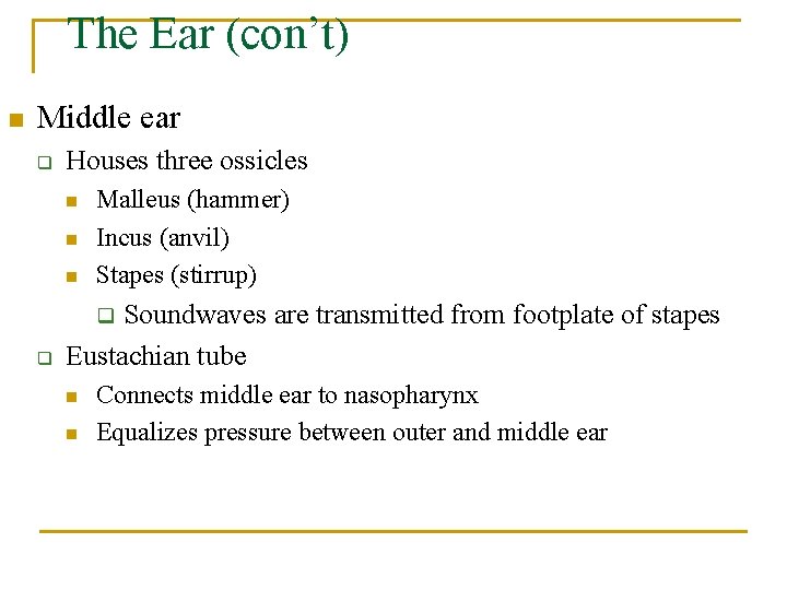 The Ear (con’t) n Middle ear q Houses three ossicles n n n Malleus