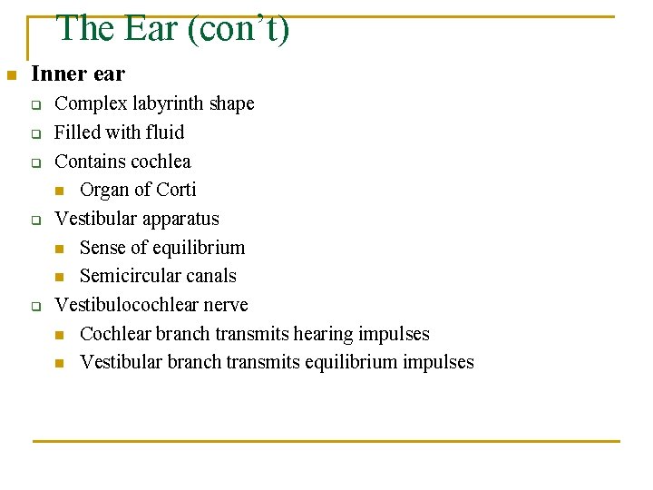 The Ear (con’t) n Inner ear q q q Complex labyrinth shape Filled with