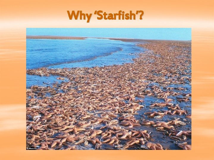 Why ‘Starfish’? 