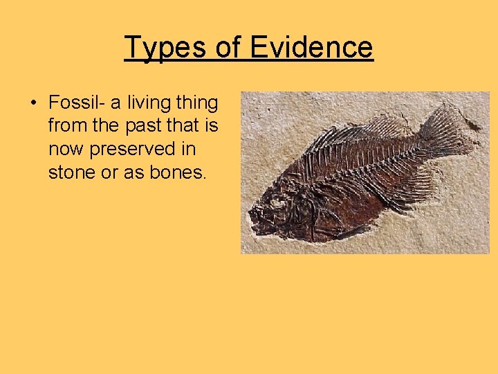Types of Evidence • Fossil- a living thing from the past that is now Types of Evidence • Fossil- a living thing from the past that is now
