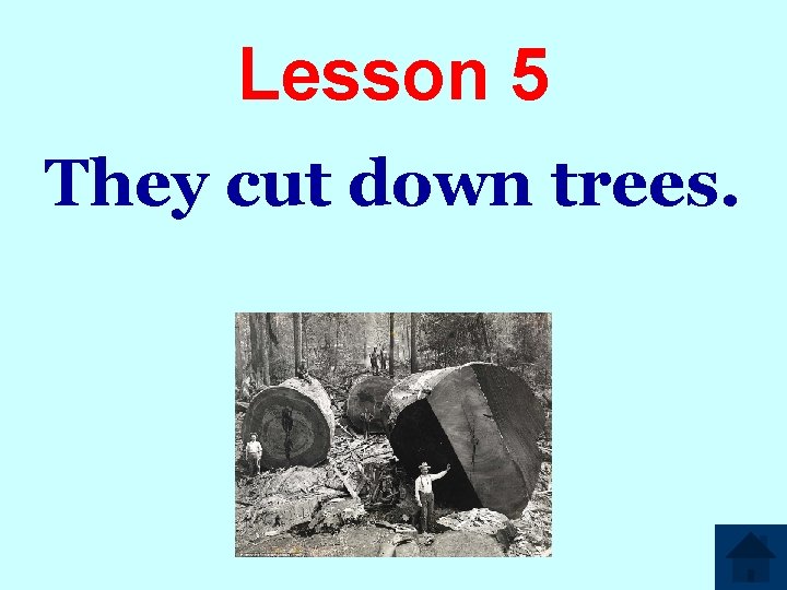 Lesson 5 They cut down trees. 