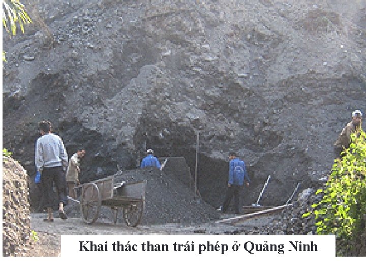 Khai thác than trái phép ở Quảng Ninh 