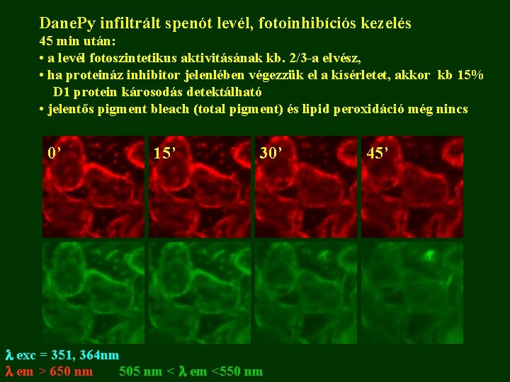 Dane. Py infiltrált spenót levél, fotoinhibíciós kezelés 45 min után: • a levél fotoszintetikus