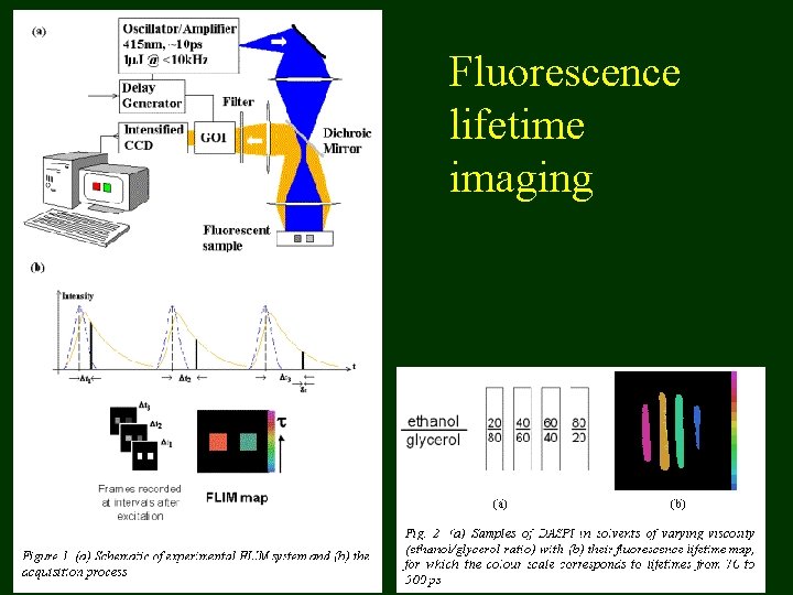 Fluorescence lifetime imaging 