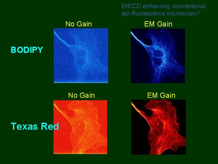 EMCCD enhancing conventional epi-fluorescence microscopy? No Gain EM Gain BODIPY No Gain Texas Red