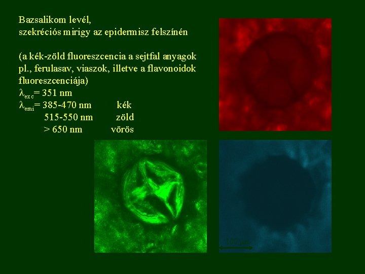 Bazsalikom levél, szekréciós mirigy az epidermisz felszínén (a kék-zöld fluoreszcencia a sejtfal anyagok pl.