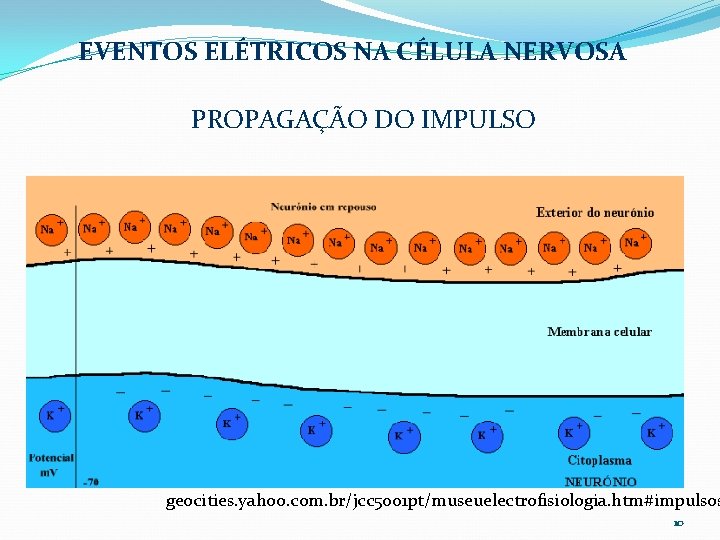 EVENTOS ELÉTRICOS NA CÉLULA NERVOSA PROPAGAÇÃO DO IMPULSO geocities. yahoo. com. br/jcc 5001 pt/museuelectrofisiologia.