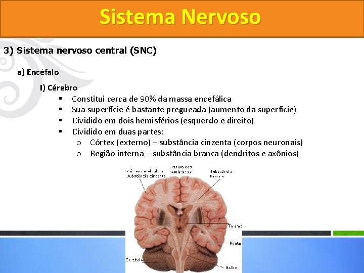 Sistema Nervoso 3) Sistema nervoso central (SNC) a) Encéfalo I) Cérebro § Constitui cerca