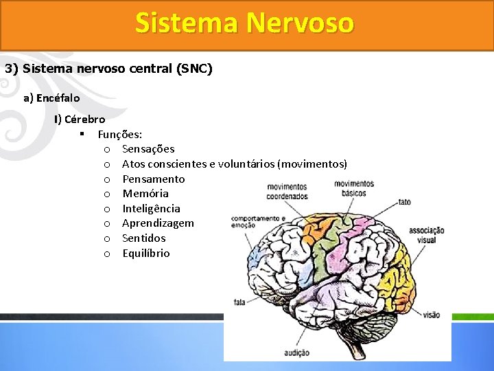 Sistema Nervoso 3) Sistema nervoso central (SNC) a) Encéfalo I) Cérebro § Funções: o