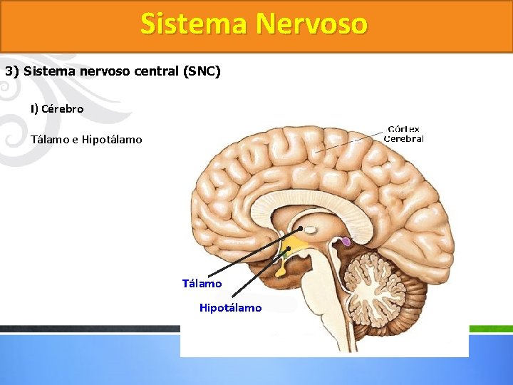 Sistema Nervoso 3) Sistema nervoso central (SNC) I) Cérebro Tálamo e Hipotálamo Tálamo Hipotálamo