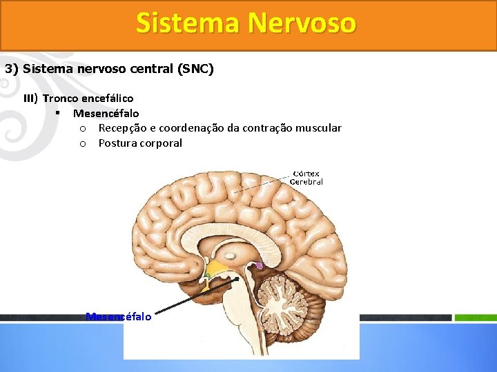 Sistema Nervoso 3) Sistema nervoso central (SNC) III) Tronco encefálico § Mesencéfalo o Recepção