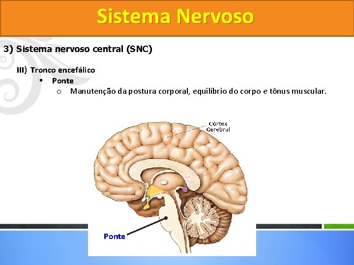 Sistema Nervoso 3) Sistema nervoso central (SNC) III) Tronco encefálico § Ponte o Manutenção