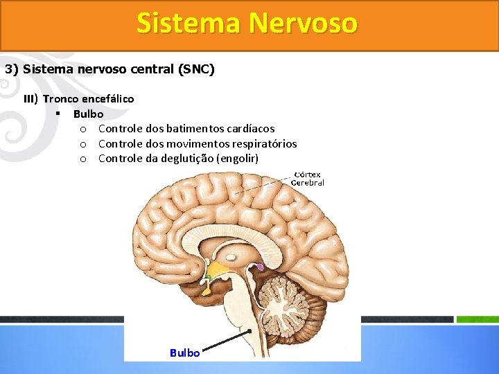 Sistema Nervoso 3) Sistema nervoso central (SNC) III) Tronco encefálico § Bulbo o Controle