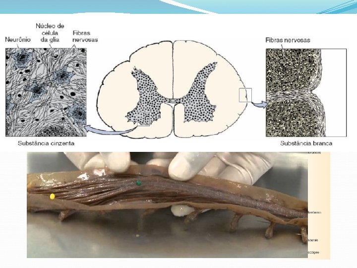 Sistema Nervoso Central Medula Espinal 