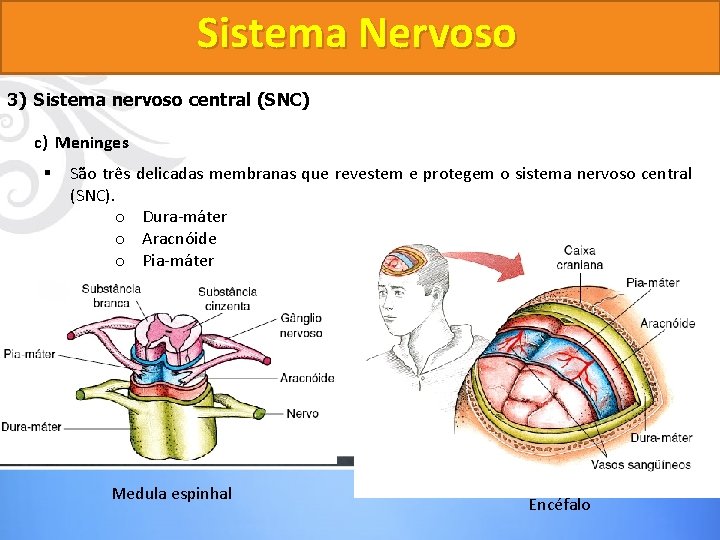 Sistema Nervoso 3) Sistema nervoso central (SNC) c) Meninges § São três delicadas membranas