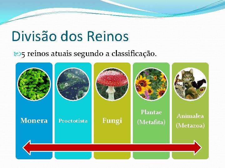 Divisão dos Reinos 5 reinos atuais segundo a classificação. Monera Proctotista Fungi Plantae (Metafita)