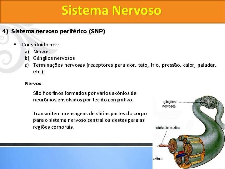 Sistema Nervoso 4) Sistema nervoso periférico (SNP) § Constituído por: a) Nervos b) Gânglios