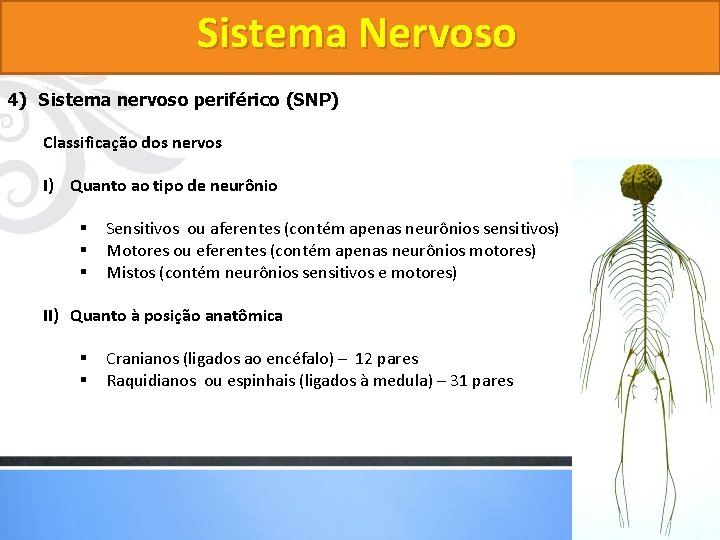 Sistema Nervoso 4) Sistema nervoso periférico (SNP) Classificação dos nervos I) Quanto ao tipo