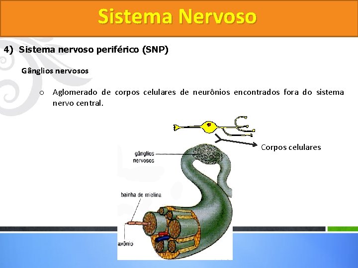 Sistema Nervoso 4) Sistema nervoso periférico (SNP) Gânglios nervosos o Aglomerado de corpos celulares