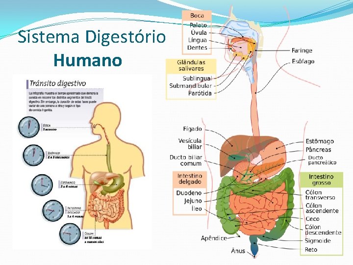 Sistema Digestório Humano 