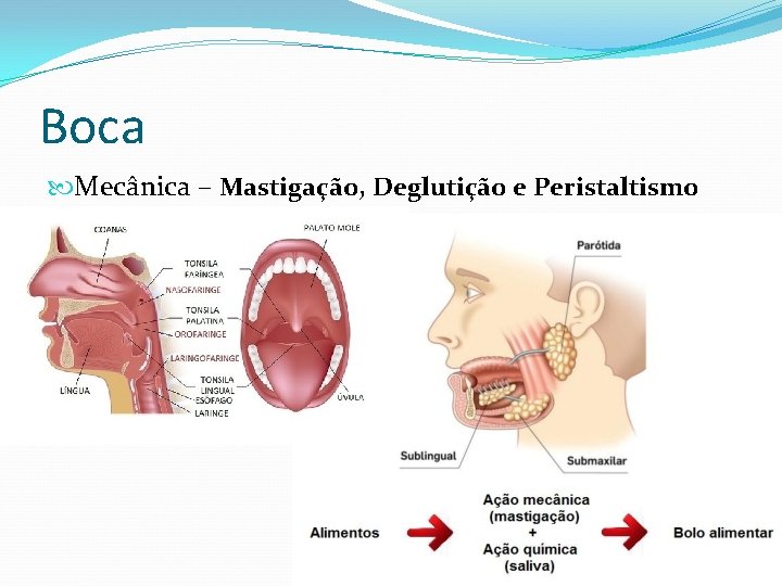 Boca Mecânica – Mastigação, Deglutição e Peristaltismo 