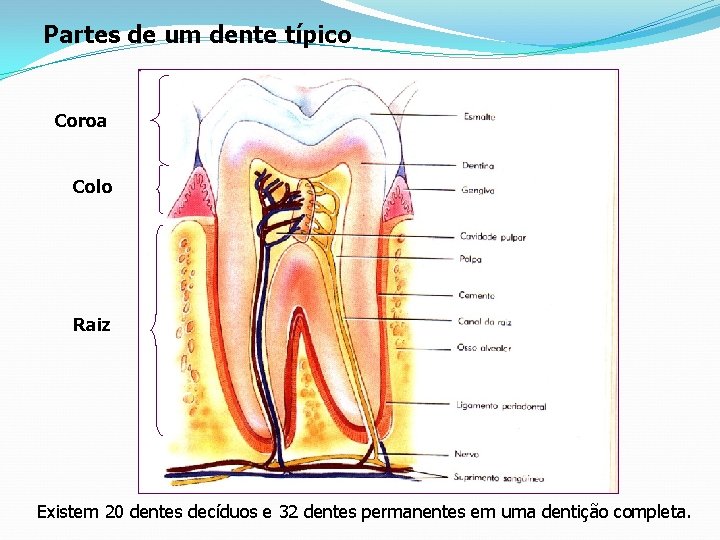 Partes de um dente típico Coroa Colo Raiz Existem 20 dentes decíduos e 32