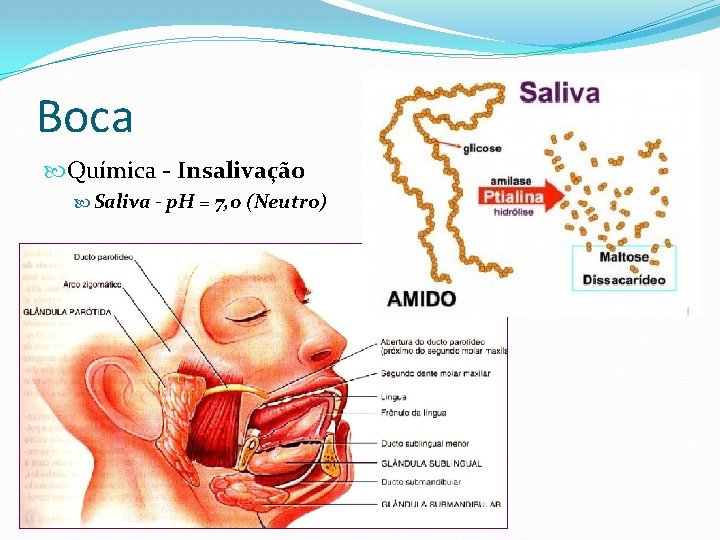 Boca Química - Insalivação Saliva - p. H = 7, 0 (Neutro) 