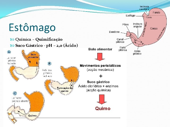 Estômago Química – Quimificação Suco Gástrico - p. H – 2, 0 (Ácido) 