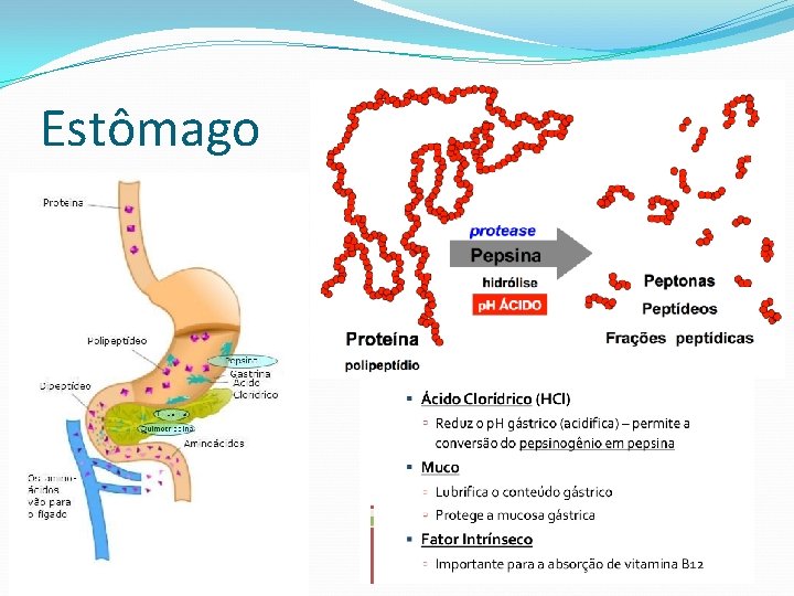 Estômago 