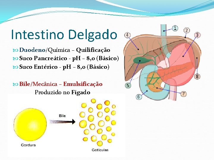 Intestino Delgado Duodeno/Química – Quilificação Suco Pancreático - p. H – 8, 0 (Básico)