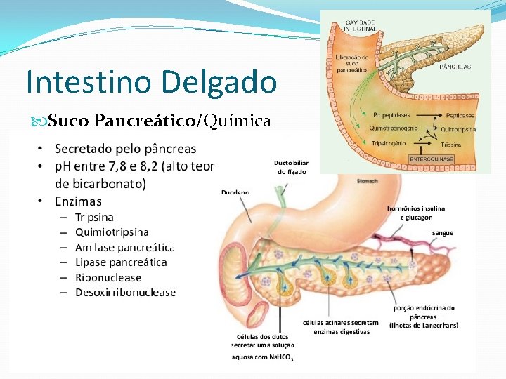 Intestino Delgado Suco Pancreático/Química 