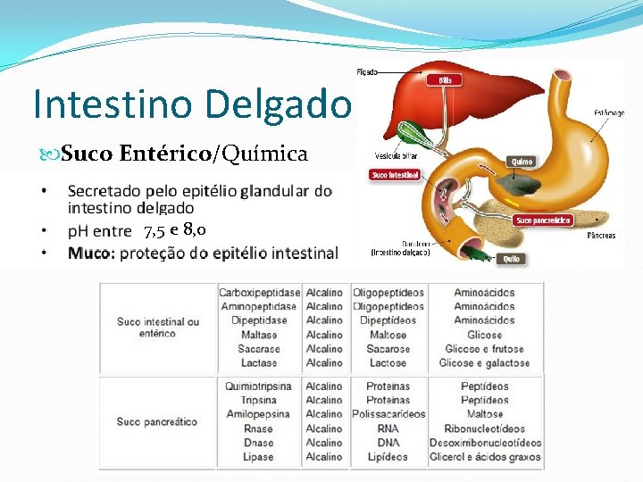 Intestino Delgado Suco Entérico/Química 7, 5 e 8, 0 