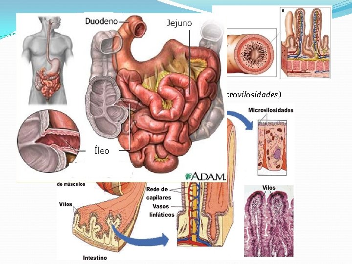 Intestino Delgado Jejuno e Íleo – Absorção intestinal Comprimento - 5 a 6 m