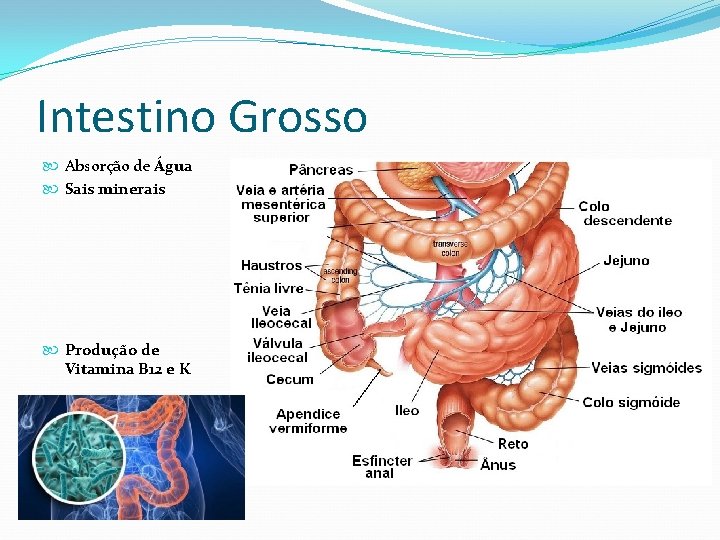 Intestino Grosso Absorção de Água Sais minerais Produção de Vitamina B 12 e K