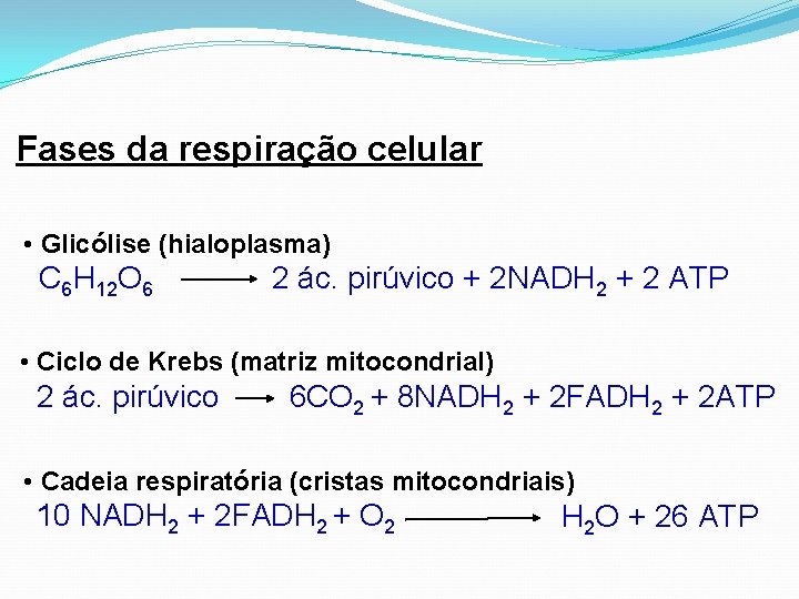 Fases da respiração celular • Glicólise (hialoplasma) C 6 H 12 O 6 2