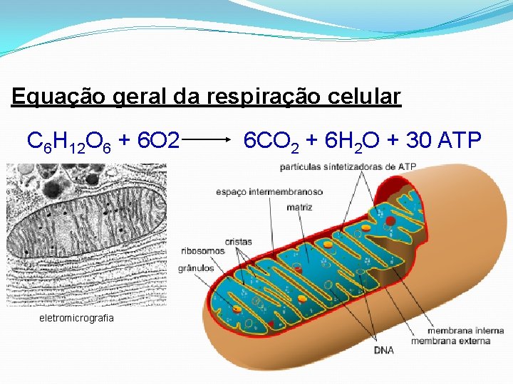 Equação geral da respiração celular C 6 H 12 O 6 + 6 O