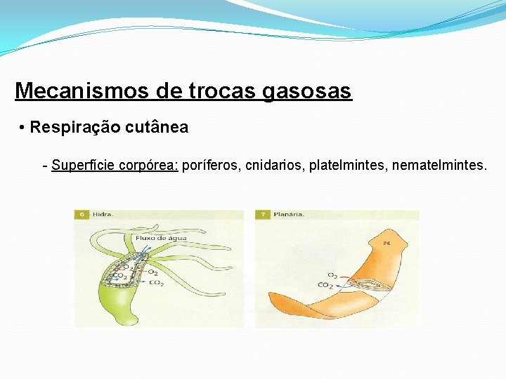 Mecanismos de trocas gasosas • Respiração cutânea - Superfície corpórea: poríferos, cnidarios, platelmintes, nematelmintes.