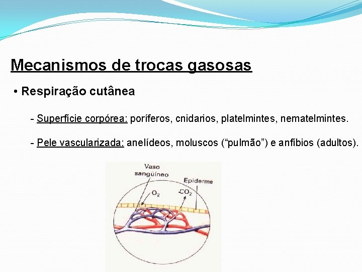 Mecanismos de trocas gasosas • Respiração cutânea - Superfície corpórea: poríferos, cnidarios, platelmintes, nematelmintes.