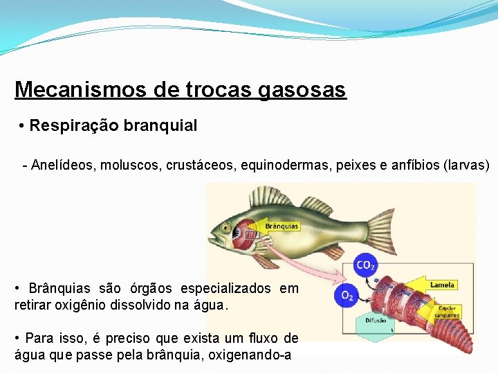 Mecanismos de trocas gasosas • Respiração branquial - Anelídeos, moluscos, crustáceos, equinodermas, peixes e