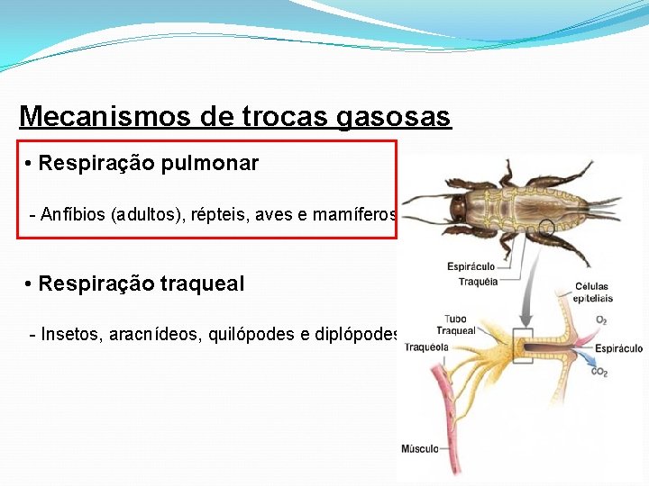 Mecanismos de trocas gasosas • Respiração pulmonar - Anfíbios (adultos), répteis, aves e mamíferos