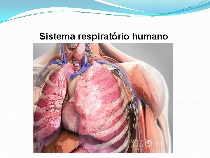 Sistema respiratório humano 