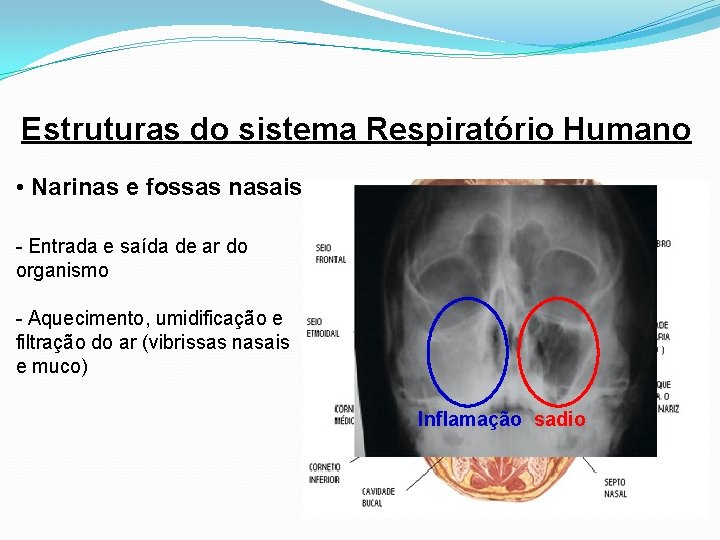 Estruturas do sistema Respiratório Humano • Narinas e fossas nasais - Entrada e saída