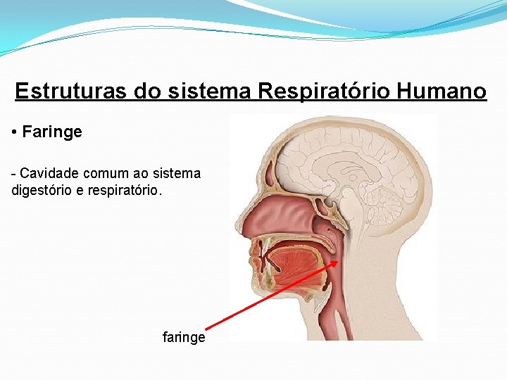 Estruturas do sistema Respiratório Humano • Faringe - Cavidade comum ao sistema digestório e