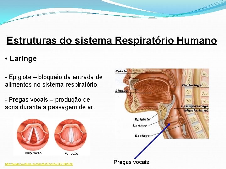 Estruturas do sistema Respiratório Humano • Laringe - Epiglote – bloqueio da entrada de